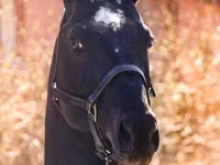 公马, Thoroughbred horse — 照片 5