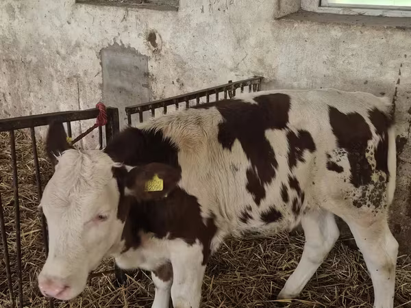 Vaca, Ganado vacuno