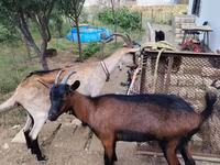 عنزة, الماعز — الصورة 3