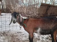 عنزة, Nubian Goat — الصورة 2