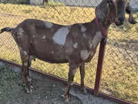 Ziege, Nubian Goat — Foto 3