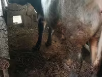 Bulle, Russian Black pied cattle — Foto 1