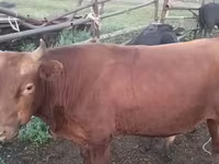 Bull, Kazakh White-headed cow — photo 5