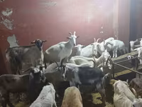 عنزة, الماعز — الصورة 8