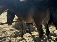 Caballos (lote, sexo no especificado), Caballos — foto 4
