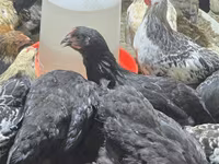 Chickens — 7-rasm