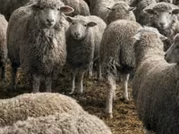 母羊, Sheep — 照片 3
