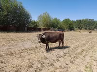 Bull, Swiss cattle — photo 3
