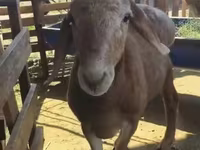 मेढ़ा, Arashan sheep — फ़ोटो 4