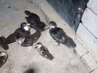 Ducks — 3-сурет