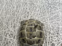 Quru tısbağa (kiçik ölçü) - Növ: Quru/səhravi tısbağa (Mediterranean — photo 1