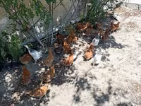 Chickens — 2-rasm