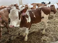 Toro, Simmental cattle — foto 2