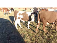 Bulle, Simmental cattle — Foto 3