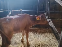 Kuh, Holstein-Rasse — Foto 2