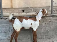Cabra, Kamori goats — foto 1