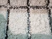 Сырное зерно кальятта — Foto 3
