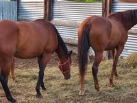 Yegua, Thoroughbred horse — foto 6