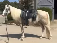 Stute, Palomino — Foto 3