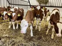 Kuh, Simmental cattle — Foto 3