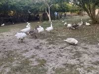Geese — फ़ोटो 4