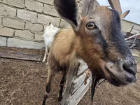 Ziege, Saanen goat — Foto 4