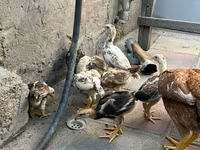 Chickens — 1-сурет