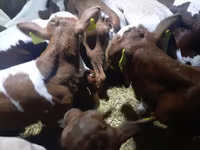 Toro, Simmental cattle — foto 2