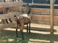 公山羊, Alpine goat — 照片 1
