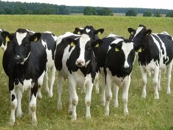 เฮอรีฟอร์ด