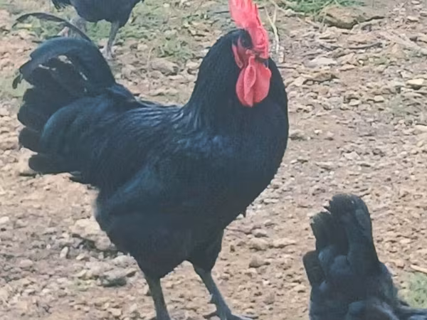 Australorp
