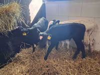 Bull, Cattle — photo 7