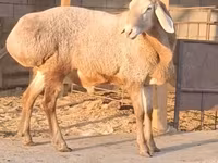 كبش, Hissar sheep — الصورة 1