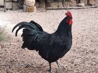 أوسترالورب — الصورة 4