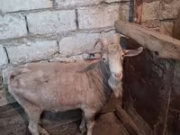 Ziege, Saanen goat — Foto 2