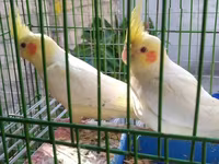 Quşlar qefesler təzədir watsap elaqe — الصورة 4