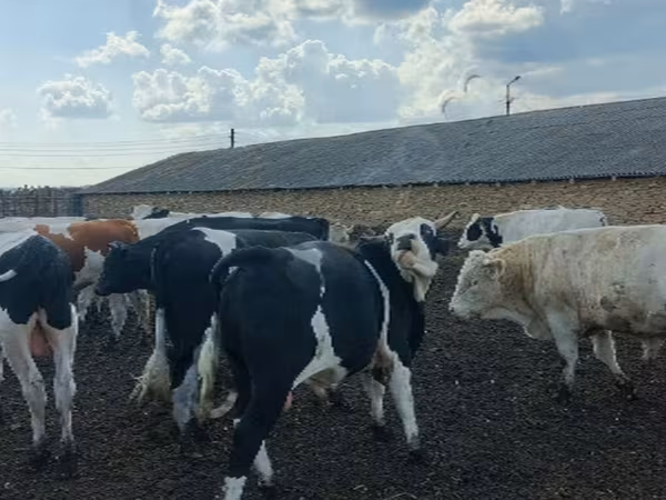 Bulle, Russian Black pied cattle — Russland