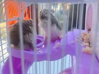 Cırtdan hamsterlər üçün komplekt qəfəs dəsti - Rəng: bənövşəyi — 4-сурет