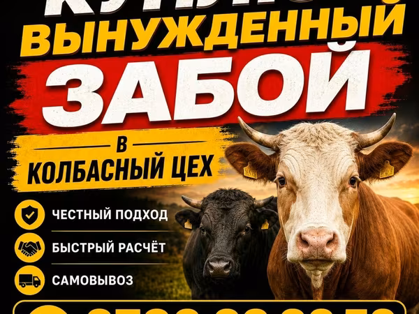 Toro, Ganado vacuno