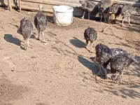 Turkeys — الصورة 2