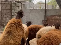 أغنام (دفعة، الجنس غير محدد), Blackheaded Persian sheep — الصورة 3