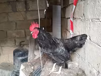 Chickens — Foto 6