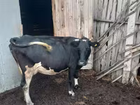بقرة, Russian Black pied cattle — الصورة 2