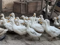 German Pekin — photo 2