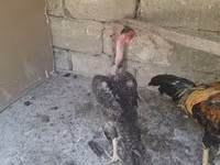 Chickens — फ़ोटो 3