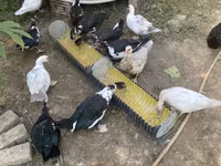 Ducks — फ़ोटो 7