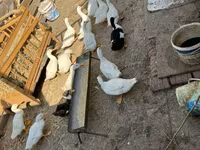 Ducks — foto 4
