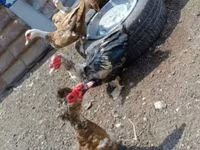 Ducks — Foto 5