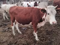Kuh, Simmental cattle — Foto 2