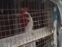 Chickens — फ़ोटो 3